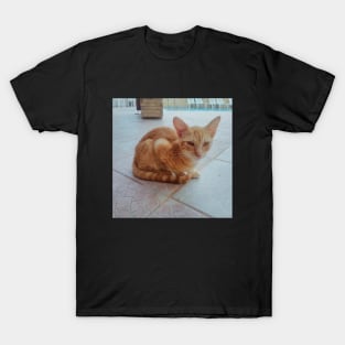 Pretty Siamese Egyptian Red Cat Photography for cat lovers and cat addicts T-Shirt